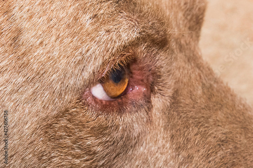 Wallpaper Mural Eye of a pit bull terrier dog animal, close up Torontodigital.ca