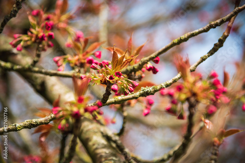 Cherry tree awakening to new life. Springtime nature triumph. Selective focus.