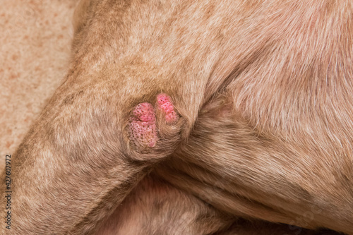 Wound on the paw of a dog breed pit bull terrier, close-up