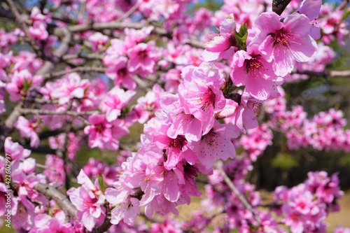 桜 © ユウダイ タニガワ