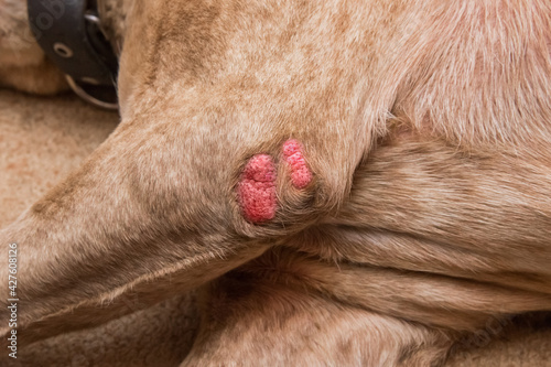 Wound on the paw of a dog breed pit bull terrier, close-up