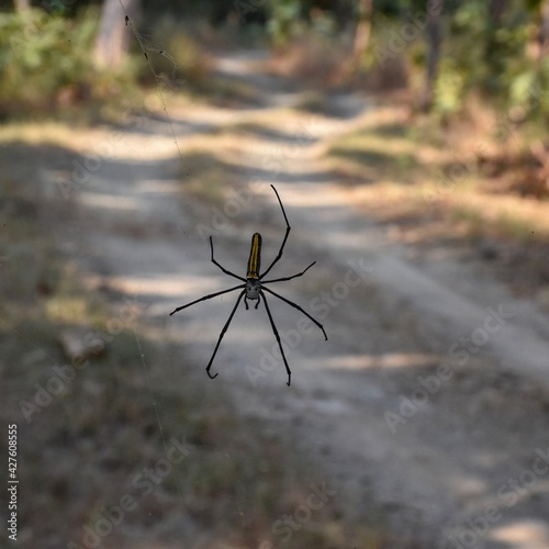 Jungle Spider