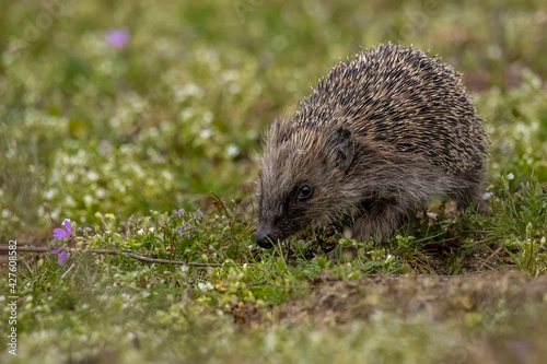 A cute hedgehog walking across a meadow at a warm day in spring, looking for food in a natural reserve in Nauheim, Hesse, Germany.