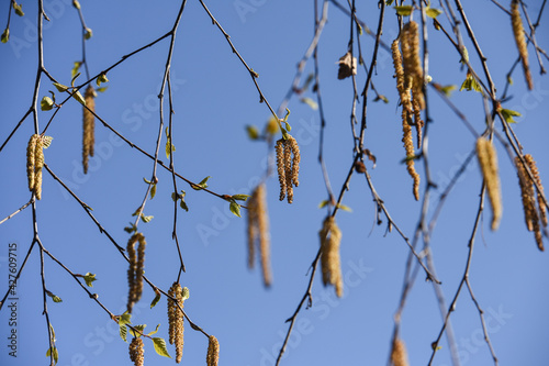bouleau semence allergies printemps arbre environnement