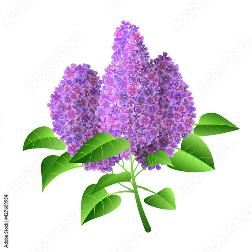 Vector illustration of purple branch lilac flower isolated on a white background.