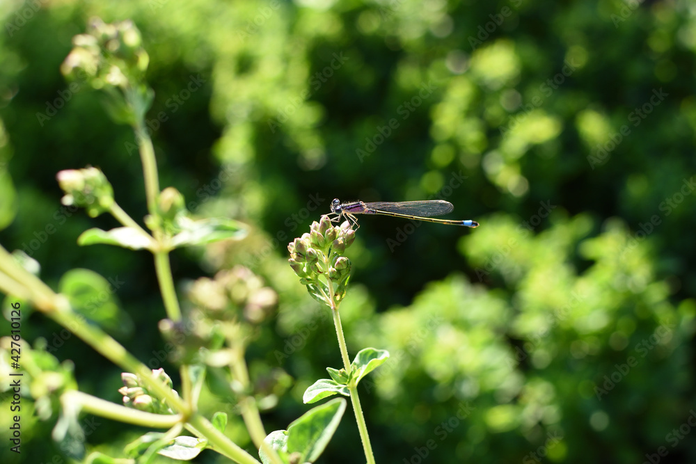 dragonfly sitting on plant with green background dragonfly sitting on plant with green background