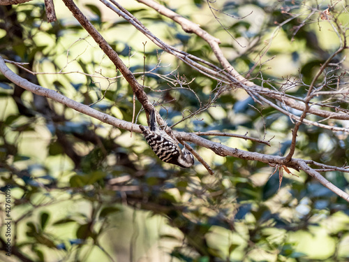 Selective focus shot of a Japanese pygmy woodpecker perched on a branch photo