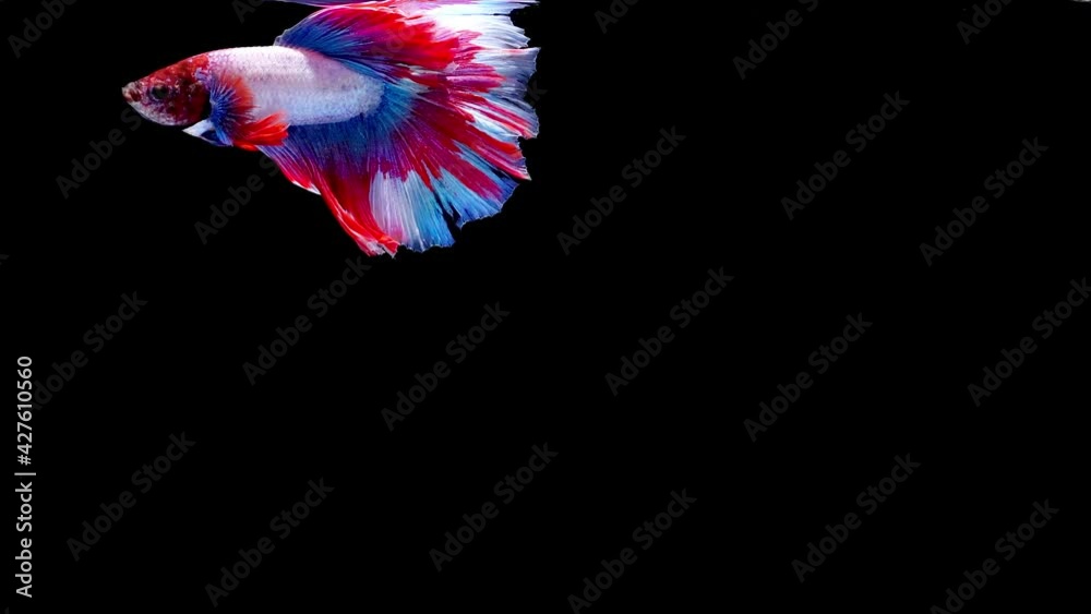 Siamese fighting fish (Betta splendens) Siamese fighting fish (Betta splendens)