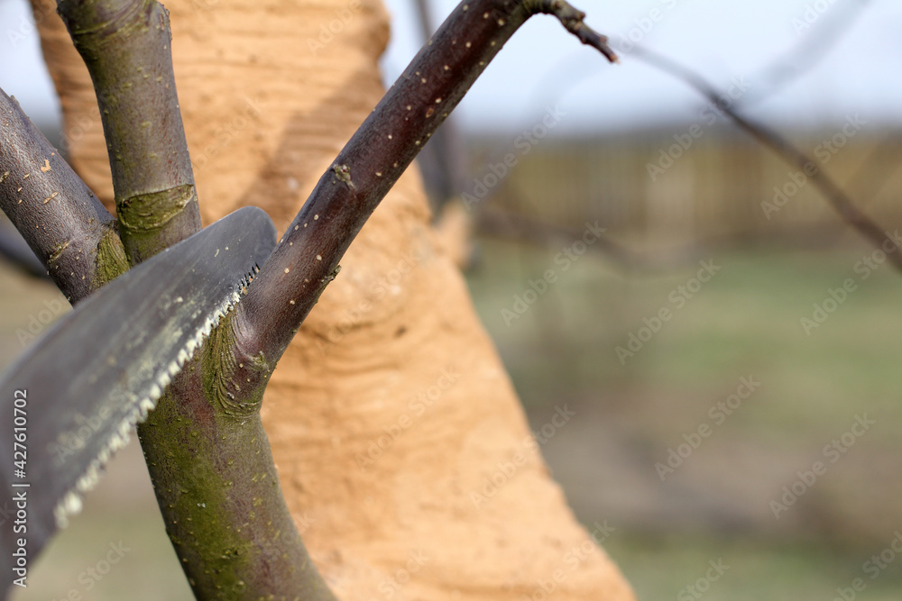 a branch of a fruit tree before pruning with a saw. garden maintenance work in spring a branch of a fruit tree before pruning with a saw. garden maintenance work in spring