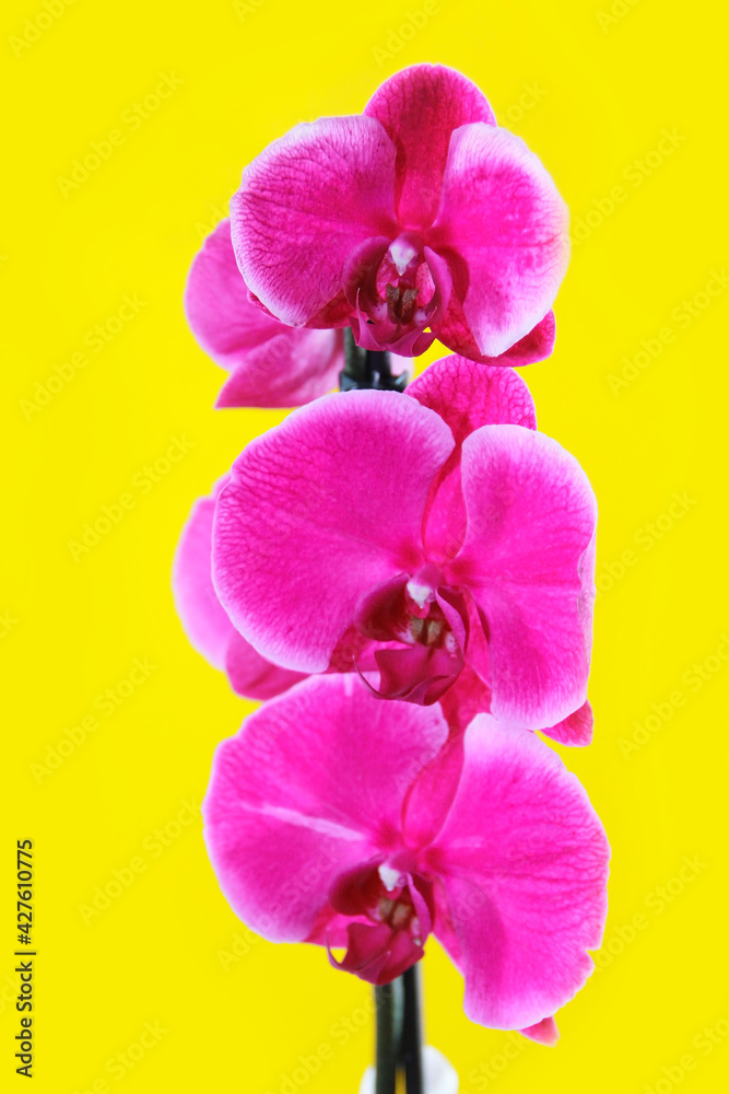 Fototapeta premium pink orchid flowers with large petals and stamens