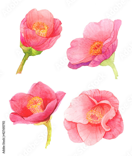 red camellia japonica flower isolated on white background. Japanese tsubaki. Symbol of love. Watercolor hand painting illustration.