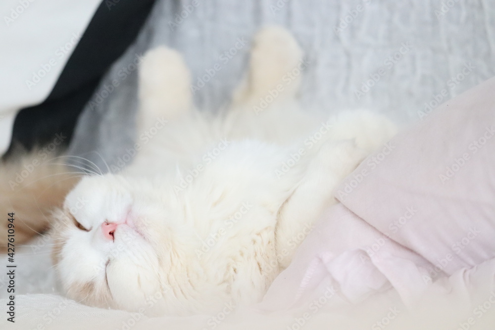 ソファーで寝る 猫 ソファーで寝る 猫