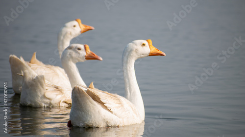 white goose on the lake