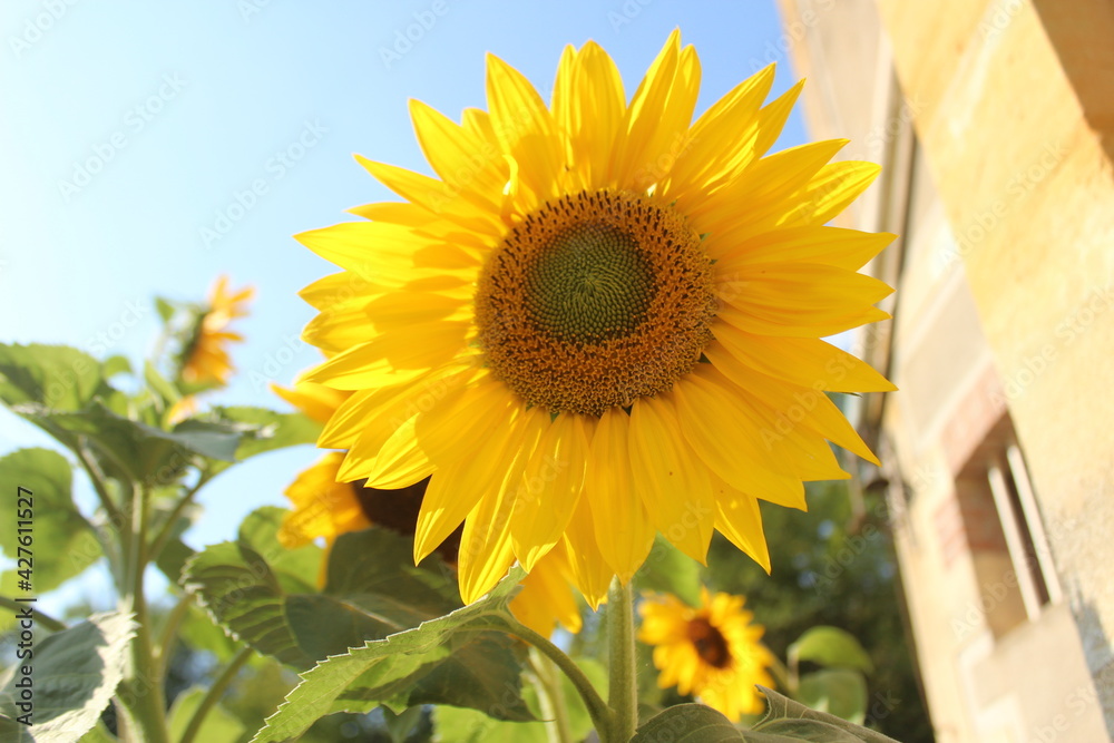 Obraz premium Fleur de tournesol
