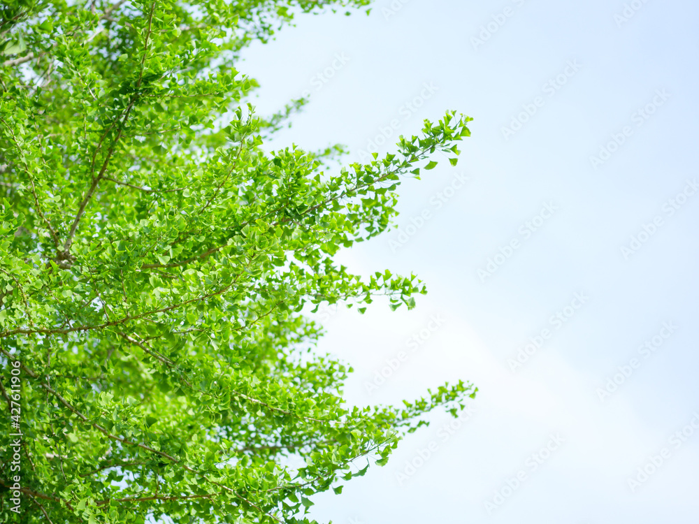 Obraz premium 新緑のイチョウの葉