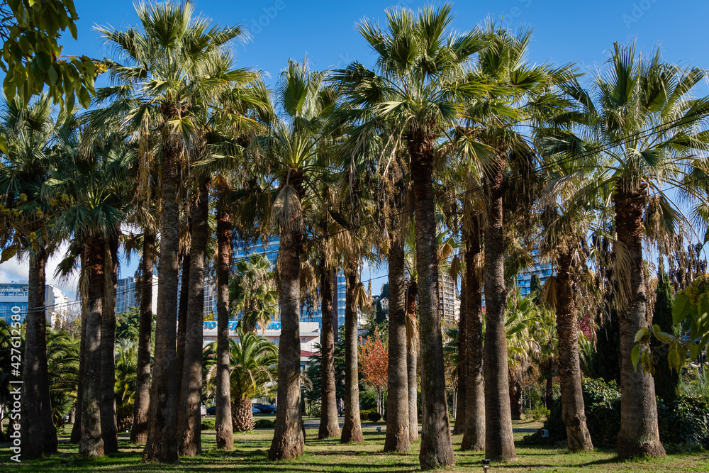 Fototapeta premium Palm trees Washingtonia filifera, commonly known as California Fan Palm at Sochi Cooperative Park. Luxurious leaves with streams against blue sky. Modern building. Sochi, Russia - November 25, 2020