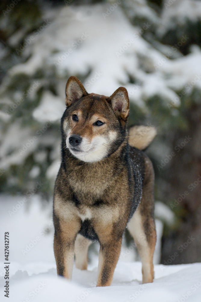 Portrait of a female dog of the breed of Shiba Inu Beautiful dog walks in the snowy cold winter forest Snowfall fell on the dog's nose