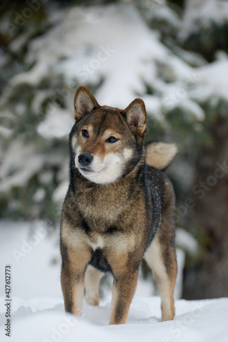 Portrait of a female dog of the breed of Shiba Inu Beautiful dog walks in the snowy cold winter forest Snowfall fell on the dog's nose © SashaS