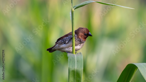 Scaly-breasted Munia