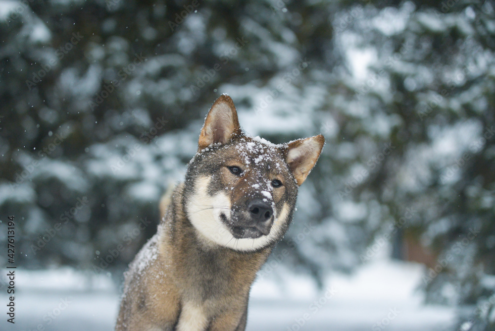 portrait of a female dog of the Japanese shikoku breed Beautiful dog