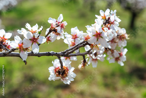 Beautiful almond blossoms on the almont tree branch.