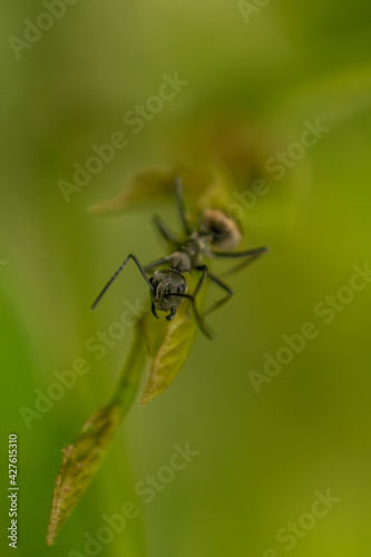 ant on a leaf macro shot
