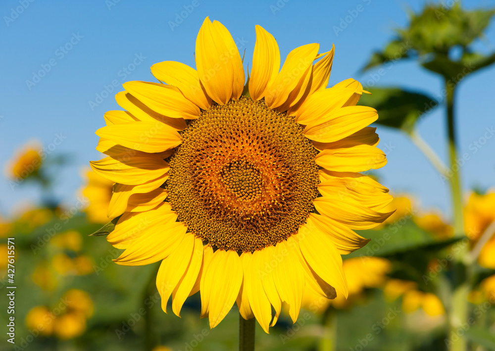 big bright yellow sunflower in the field. Large flowers of a sunflower in the sunlight. Yellow flowers on a farm field. Agriculture concept, organic products, good harvest. Growing seeds for oil. big bright yellow sunflower in the field. Large flowers of a sunflower in the sunlight. Yellow flowers on a farm field. Agriculture concept, organic products, good harvest. Growing seeds for oil.