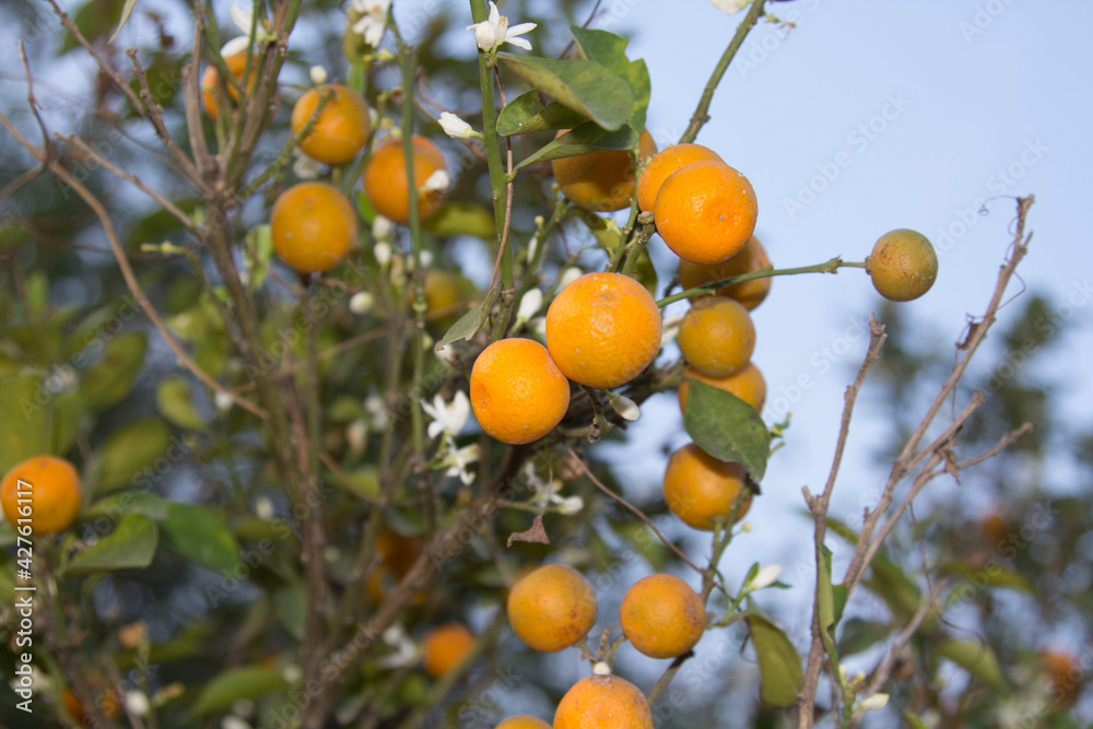 Small yellow oranges in farmers' gardens are grown for sale and eaten by themselves, organic farming in country gardens and a blue evening sky. Small yellow oranges in farmers' gardens are grown for sale and eaten by themselves, organic farming in country gardens and a blue evening sky.