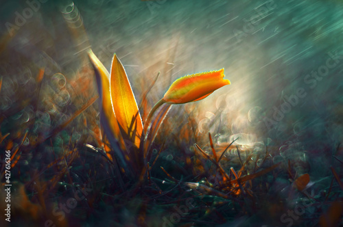 Żółty tulipan "Tarda" Wiosenny kwiat © Iwona