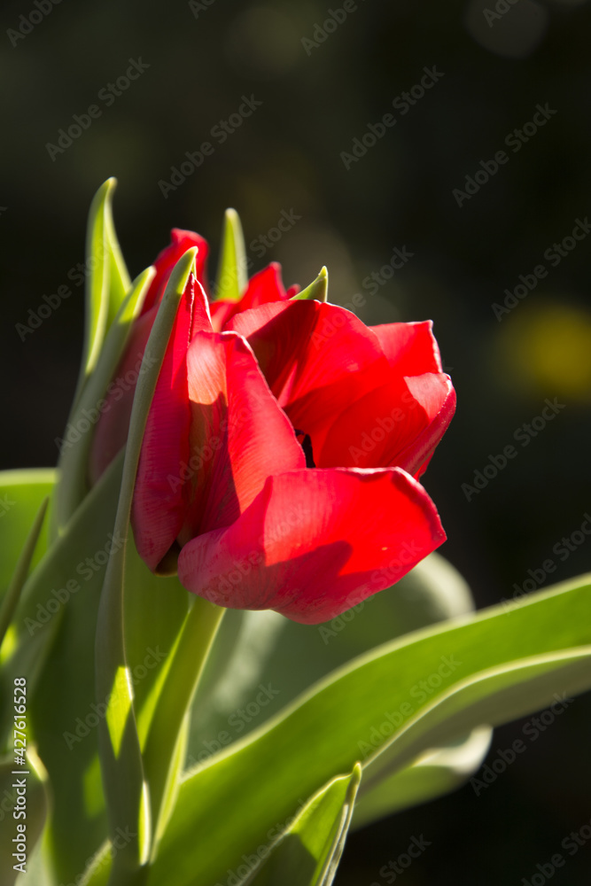 Naklejka premium tulipano