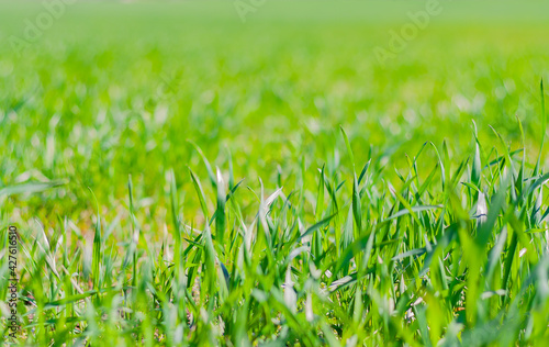 field with fresh green grass