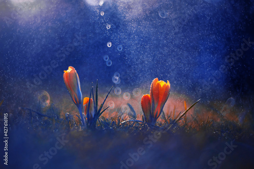 Wiosenne kwiaty Krokusy , abstrakcyjne tło