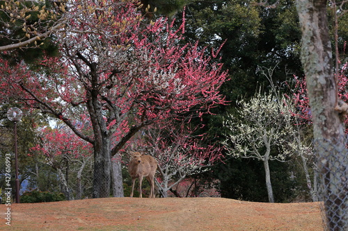 奈良公園 奈良 日本