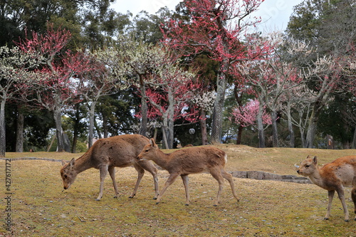 奈良公園 奈良 日本