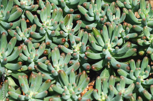 Closeup image of Jelly beans sedum cactus or Sedum pachyphyllum in botanic garden