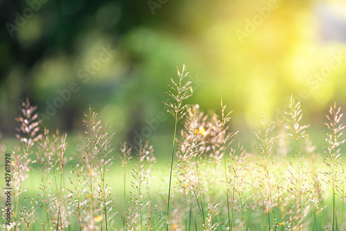 Wallpaper Mural The grass field swaying with the wind and the sun, the morning in the garden. Torontodigital.ca