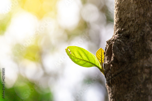 Young leaves that grow new green leaves produce beautiful leaves. with blur background, with copy space © NARANAT STUDIO