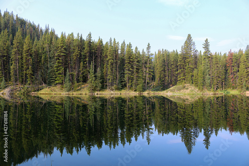 forest reflection