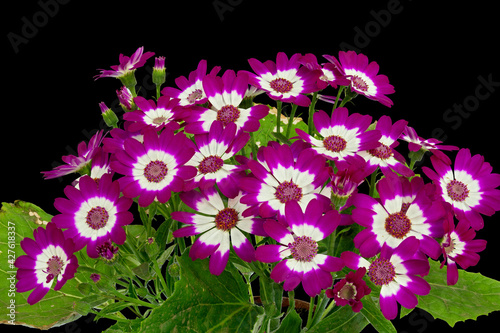 A Bouquet of Flowers from The Plant Cineraria, Cineraria (Latin Name). Cut On Black Background photo