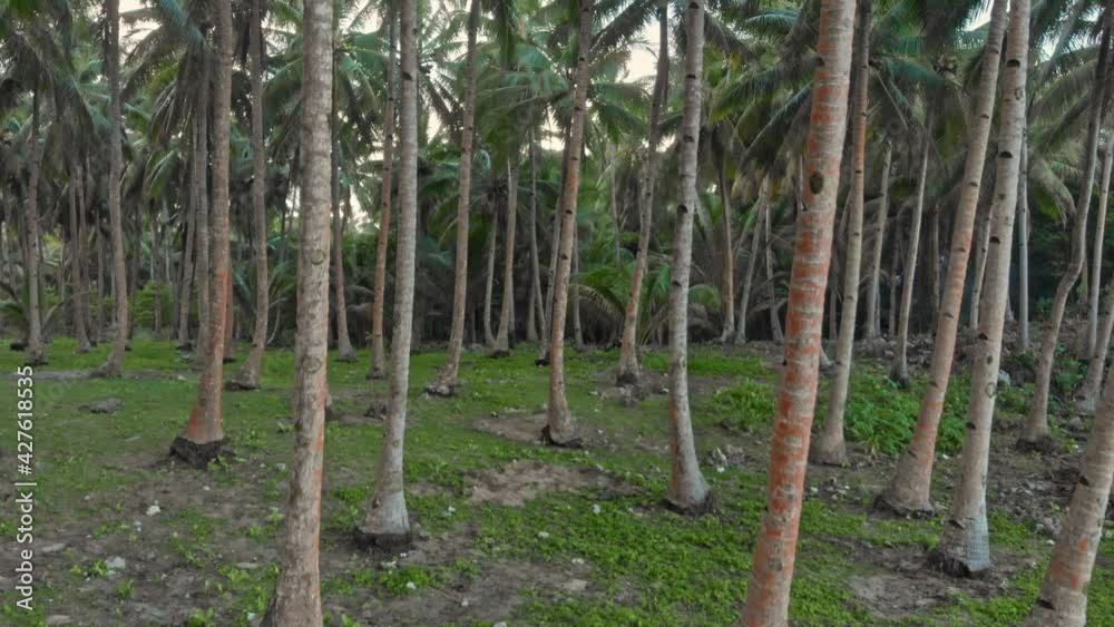 Palm tree grove, General Luna, Siargao Island, Philippines Palm tree grove, General Luna, Siargao Island, Philippines