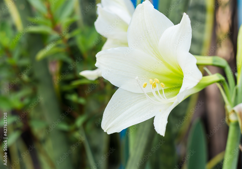 Fototapeta premium White amaryllis flowers On a blurred background