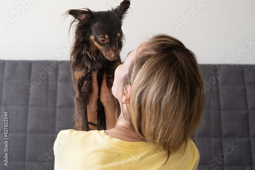 woman holding embrace funny brown russian toy terrier 
