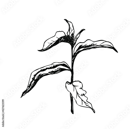 Vector sketch of the young sprout tree