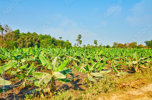 Young banana plants, Ava, Myanmar photo