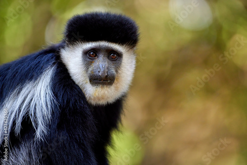 Portrait of Mantled guereza, black-and-white colobus monkey, Colobus guereza, beautiful african primate isolated on green background, looking at camera. Wild animal scene, Bale mountains, Ethiopia. photo