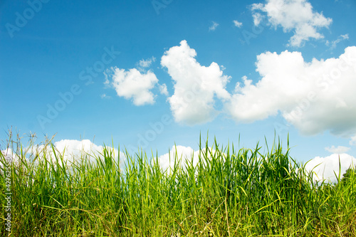 Close up green fields and bright blue skies with white clouds.