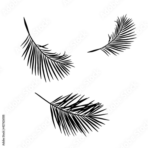 Vector palm branches isolated monochrome line art. Tropical leaves decorative elements.