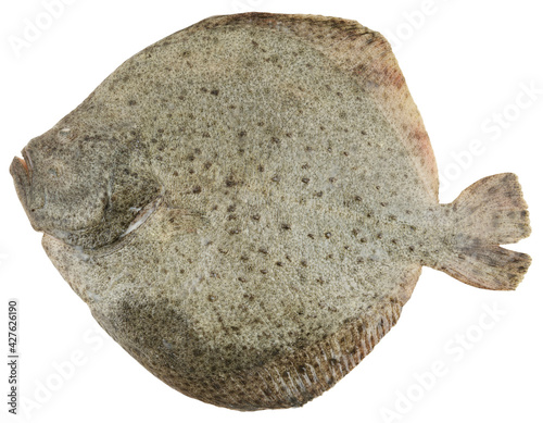 Fresh plaice fish isolated on white.