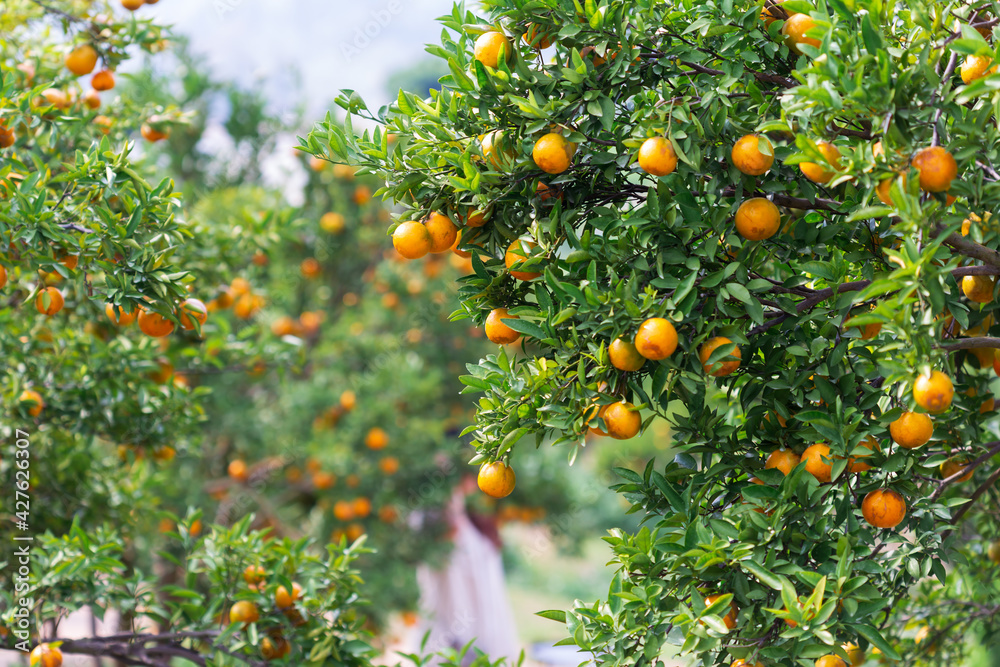 Male farmer harvest picking fruits in orange orchard.orange tree