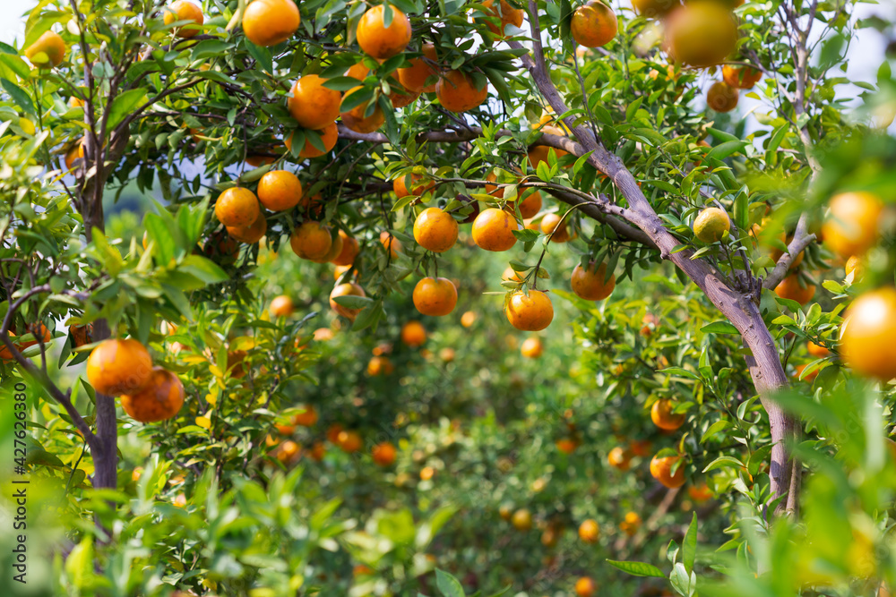 Male farmer harvest picking fruits in orange orchard.orange tree